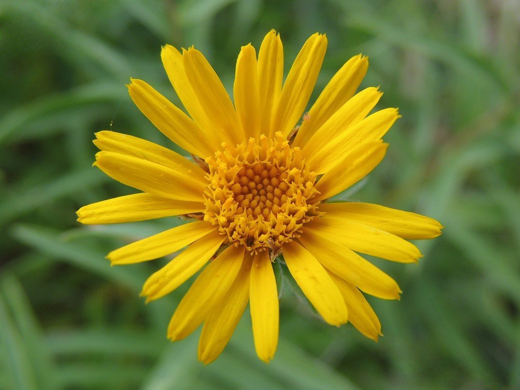 arnica 3